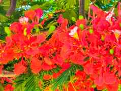 美丽的热带火焰树红色的花艳丽的delonix雷吉亚墨西哥