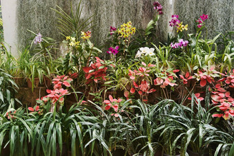美丽的色彩斑斓的花<strong>皇家</strong>植物花园佩拉德尼亚康堤斯里兰卡斯里兰卡