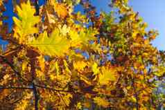 秋天景观秋天树叶子天空背景色彩斑斓的生动的秋天颜色明亮的蓝色的天空