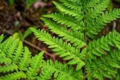 特写镜头叶子最古老的植物蕨类植物森林