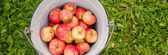 金属桶完整的红色的苹果自然背景农场生活有机成熟的苹果复制空间网络横幅