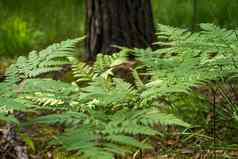 特写镜头叶子最古老的植物蕨类植物森林