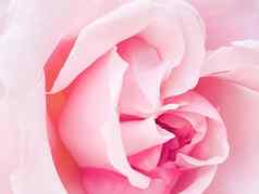 美丽的灌木玫瑰夏天花园盛开的花赫特福德郡英格兰夏天种植园艺