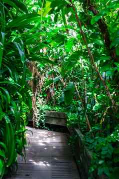 热带树植物植物温室热带花园温室
