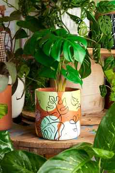 植物艺术能装饰植物