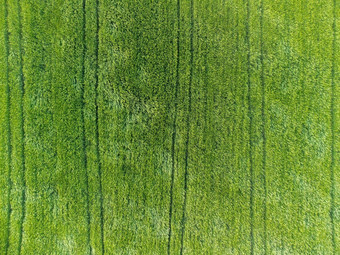空中视图绿色小麦场农村场小麦吹风日落年轻的绿色小穗耳朵大麦作物自然农<strong>学行</strong>业食物生产