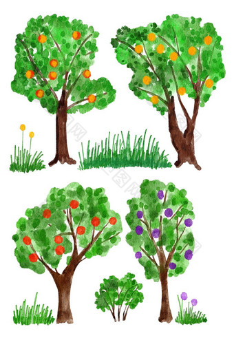 水彩手画插图果园水果树农场收获绿色叶子叶树叶有机食物草灌木分支机构黄色的红色的苹果李子听到自然自然森林木图片剪纸艺术