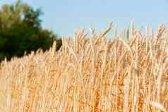 作物小麦耳朵小麦太阳场收获