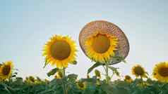 美丽的向日葵稻草他农业收获概念乌克兰世界出口国向日葵种子石油
