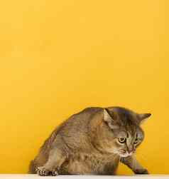 成人灰色的猫苏格兰直黄色的背景