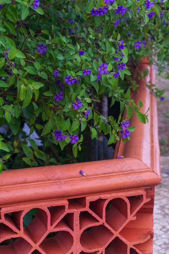 开花灌木枸杞子兰顿内蒂小蓝色的花卷曲的砖栅栏