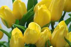 黄色的花束开花郁金香新鲜的花