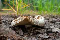 秋天蘑菇特写镜头不能吃的蘑菇羊肚菌蘑菇蘑菇下降叶子