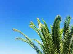 棕榈树蓝色的天空旅行异国情调的热带背景风格概念