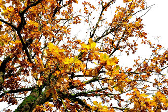 低角视图秋天树分支黄色的橙色叶子美丽的秋天叶子秋天季节10月背景橙色树叶秋天森林秋天树公园美自然
