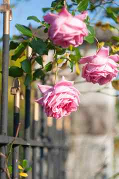 丰富地盛开的粉红色的玫瑰布什栅栏房子