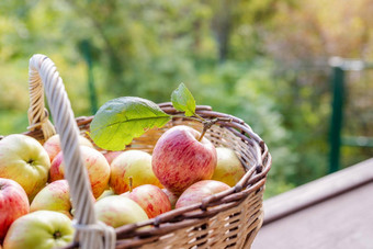 多汁的红色的苹果篮子空间文本苹果收获主题篮子堆红色的新鲜的苹果收获秋天花园