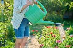 女人浇水Zinnia花花园浇水
