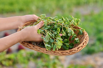 植物<strong>马齿苋马齿苋</strong>属的植物oleracea柳条板花园