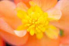明亮的黄色的橙色秋海棠属植物花药用植物花园
