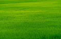 大米种植园绿色大米帕迪场有机大米农场大米日益增长的农业绿色帕迪场fullframe绿色草农业场农场土地土地情节亚洲主食食物