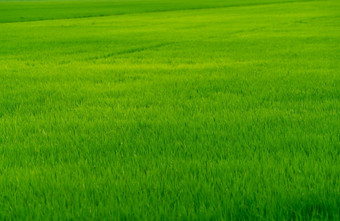 大米种植园绿色大米帕迪场有机大米农场大米日益增长的农业绿色帕迪场fullframe绿色草农业场农场土地土地情节亚洲主食食物