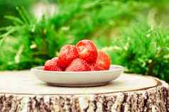 草莓花园新鲜的水果健康的吃风格概念