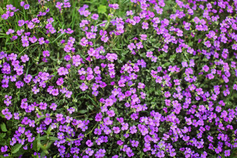 浅深度场照片花朵焦点小紫色的花绿色叶子摘要春天背景