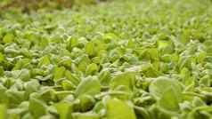 极端的特写镜头绿色生菜叶子种植有机农场培养农药