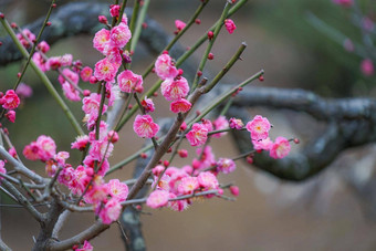 梅子识字美花园