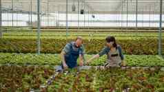 男人。女人工作培养沙拉水培环境收集生物绿色生菜