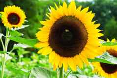 向日葵关闭黑色的黄色的条纹蜜蜂蜂蜜蜜蜂授粉向日葵关闭