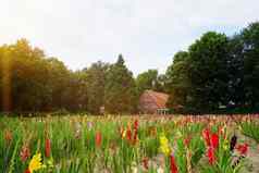 场彩色的剑兰农场日益增长的花剑兰场砖房子
