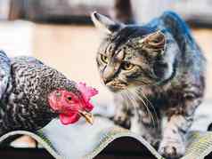 超级特写镜头肖像鸡首页农场牲畜管家有机农业概念母鸡红色的扇贝相机猫嗅探母鸡