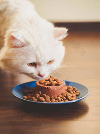 白色毛茸茸的猫吃快乐干罐头食物苏格兰高地直