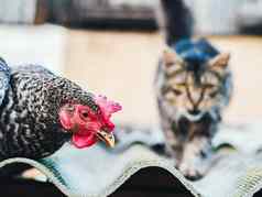 超级特写镜头肖像鸡首页农场牲畜管家有机农业概念母鸡红色的扇贝相机猫模糊背景