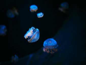 美丽的色彩斑斓的水母宏特写镜头拍摄游泳水族馆黑色的背景光滑的稳定的跟踪相机拍摄水下野生动物自然美