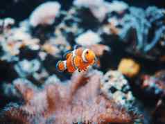 海海葵小丑鱼海洋水族馆黑色的背景