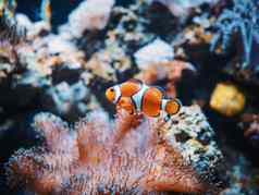 海海葵小丑鱼海洋水族馆黑色的背景