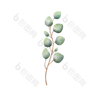 水彩尤卡利普图斯分支画手画插图<strong>桉树叶</strong>子孤立的白色背景花Herbal图像绿色植物