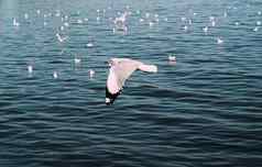 海鸥飞行海鸟飞行蓝色的天空蓝色的海白色明亮的语气自然撤退一天日常生活生活旅行海景模糊蓝色的语气背景