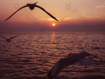 鸟动物野生动物飞行地平线风景平静海水海洋日落天空