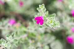 特写镜头花开花紫色的圣人德州管理员silverleaf灰植物白叶藻果味的常绿灌木本地的状态德州西南曼联州北部墨西哥