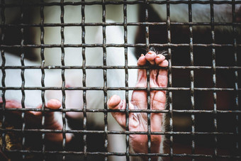 猴子感觉孤独悲伤监狱眼睛猴子结果笼子里动物园