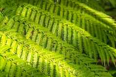 蕨类植物叶子模式自然背景热带绿色叶植物纹理