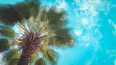 棕榈树较低的视图蓝色的天空热带夏天