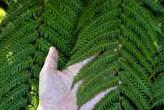 手触摸绿色叶子热带植物热带森林