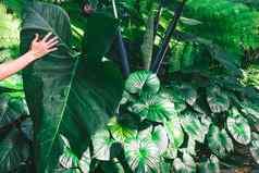 手持有阿洛卡西亚大裂殖体叶子热带植物雨森林东南亚洲黑暗语气绿色热带叶子棕榈蕨类植物观赏植物背景背景