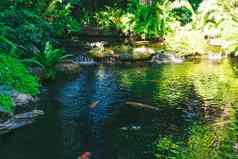 全景异国情调的美丽的热带深热带雨林瀑布新鲜的瀑布深森林
