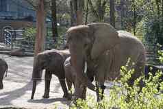 婴儿大象喝牛奶妈妈绿色动物园伍珀塔尔德国